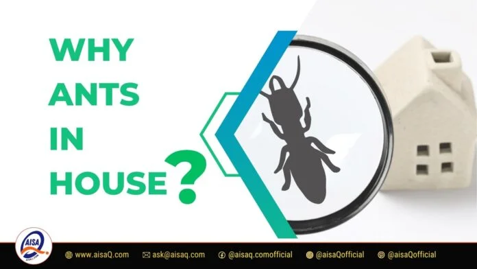 Why Ants In House