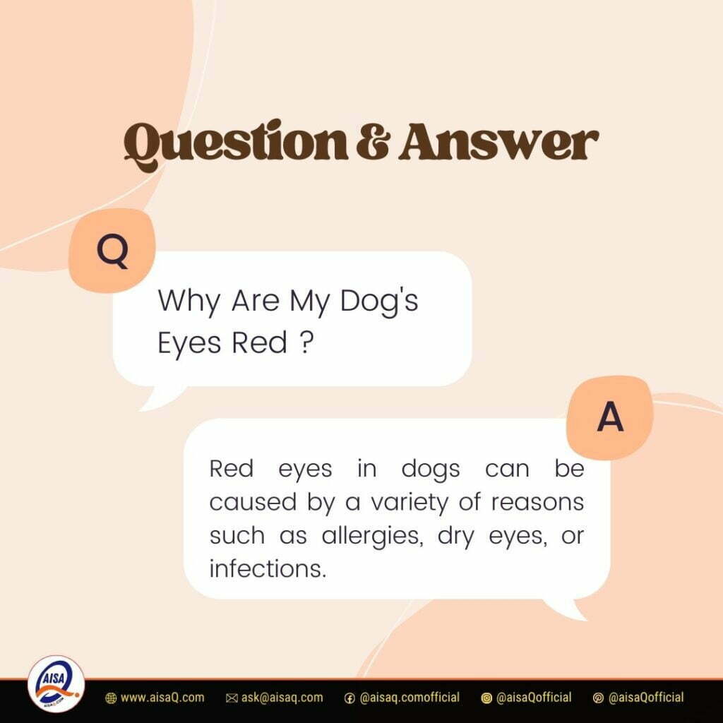 Why Are My Dogs Eyes Red 1 Why Are My Dogs Eyes Red