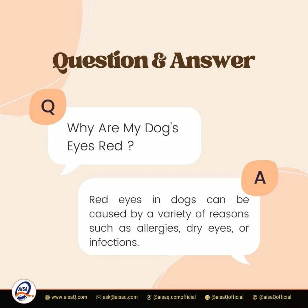 Why Are My Dogs Eyes Red