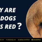 Why Are My Dogs Eyes Red 5 Why Are My Dogs Eyes Red