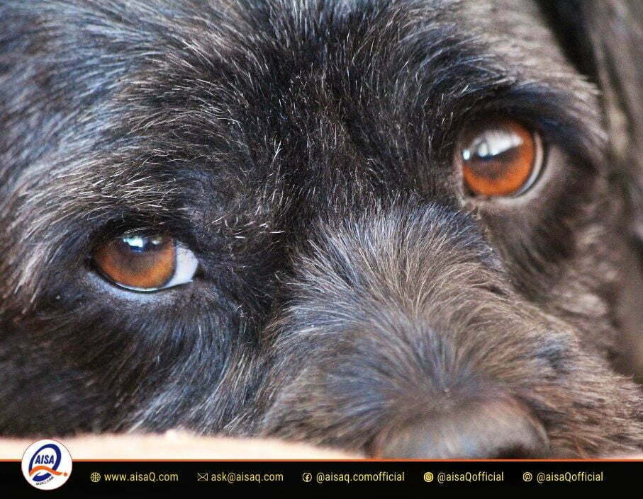 Why Are My Dogs Eyes Red 2 Why Are My Dogs Eyes Red