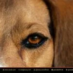 Why Are My Dogs Eyes Red