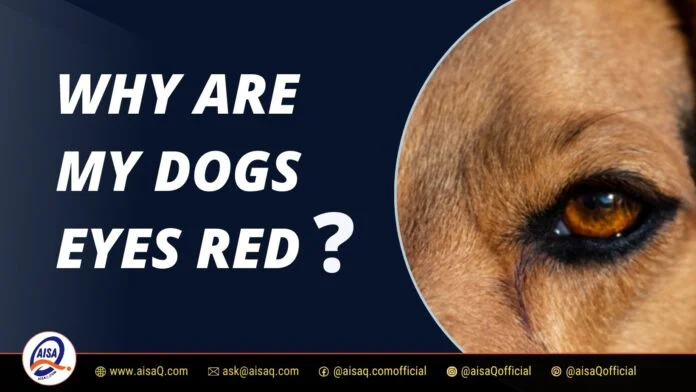 Why Are My Dogs Eyes Red