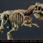 Why Did T-Rex Have Small Arms 7 Why Did T Rex Have Small Arms 3 - https://aisaq.com/why-did-t-rex-have-small-arms/