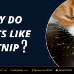 Why Do Cats Like Catnip: The Science Behind Their Obsession 2 Why Do Cats Like Catnip