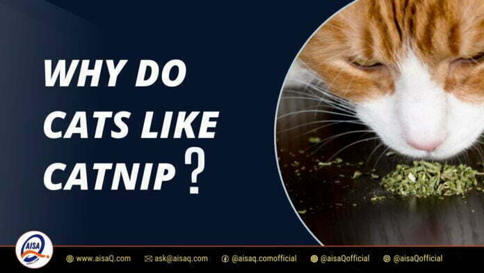 Why Do Cats Like Catnip
