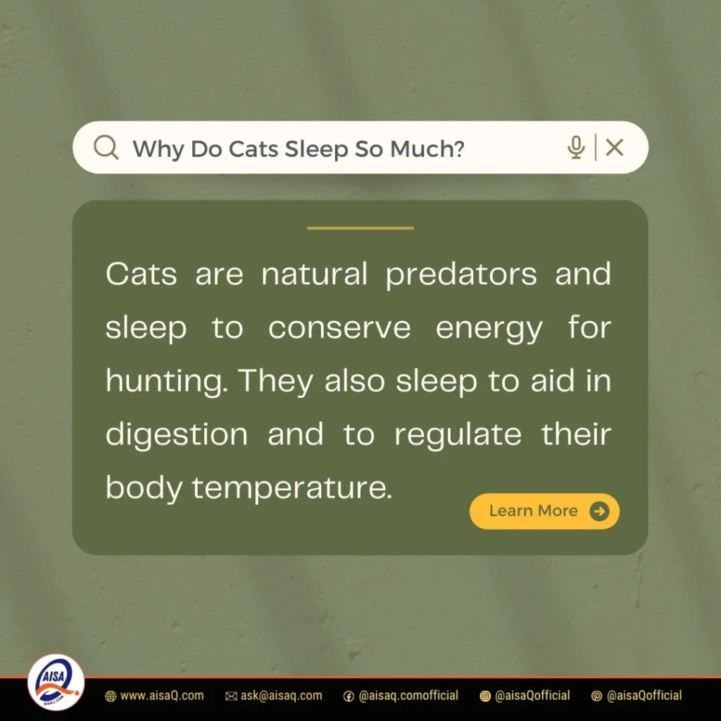 Why Do Cats Sleep So Much? 6 Why Do Cats Sleep So Much