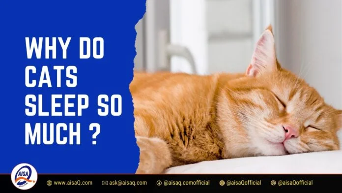 Why Do Cats Sleep So Much