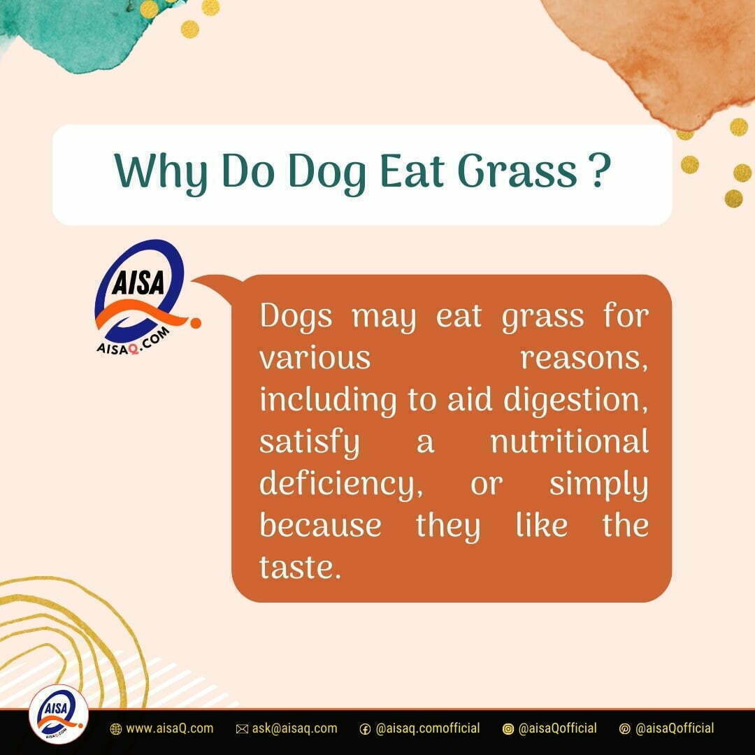 Why Do Dog Eat Grass - AisaQ.com - Why Do Dogs Eat Grass Causes Risks Prevention