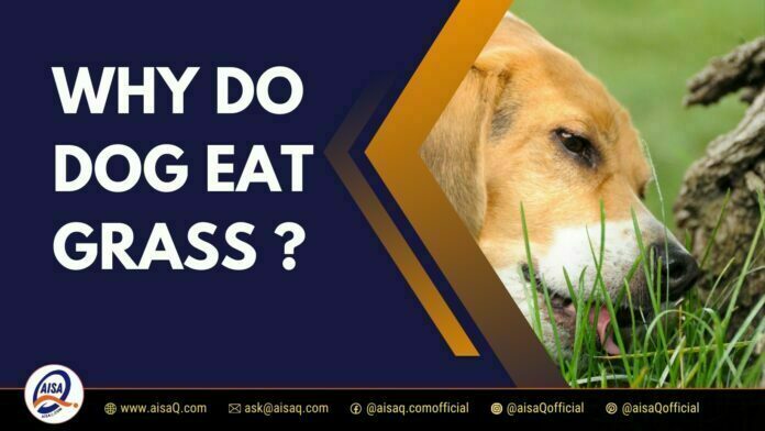 Why Do Dog Eat Grass
