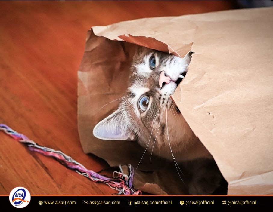Why Does My Cat Bite Me? Understanding Your Feline's Behavior 2 Why Does My Cat Bite Me