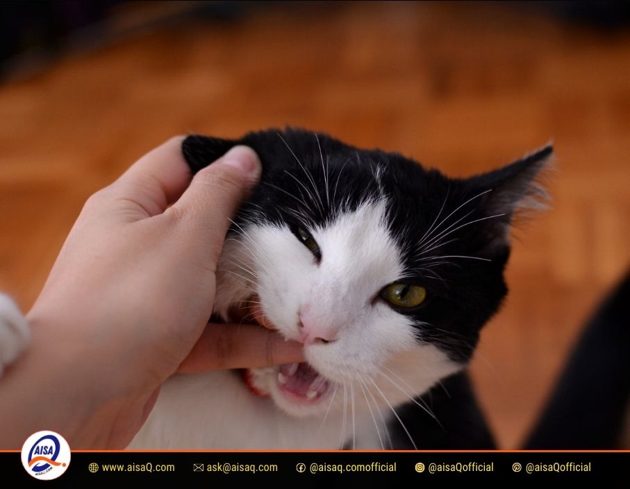 Why Does My Cat Bite Me? Understanding Your Feline's Behavior 4 Why Does My Cat Bite Me