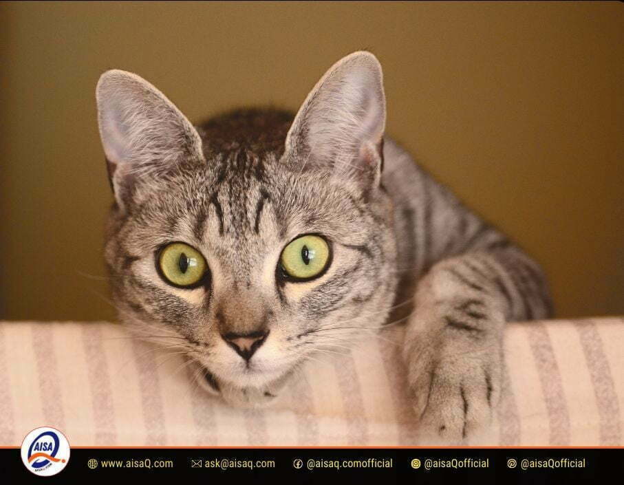 Why Does My Cat Stare At Me? The Surprising Reasons Behind Your Cat's Intense Gaze 4 Why Does My Cat Stare At Me