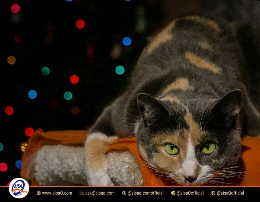 Why Does My Cat Stare At Me? The Surprising Reasons Behind Your Cat's Intense Gaze 2 Why Does My Cat Stare At Me