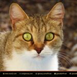 Why Does My Cat Stare At Me? The Surprising Reasons Behind Your Cat's Intense Gaze 6 Why Does My Cat Stare At Me