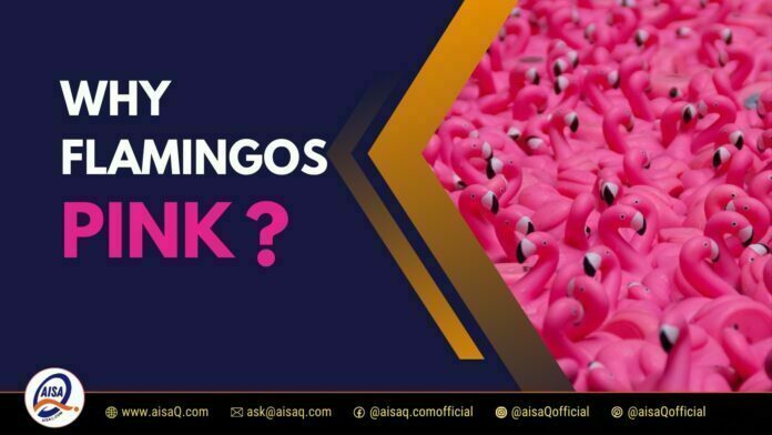 Why Flamingos Pink