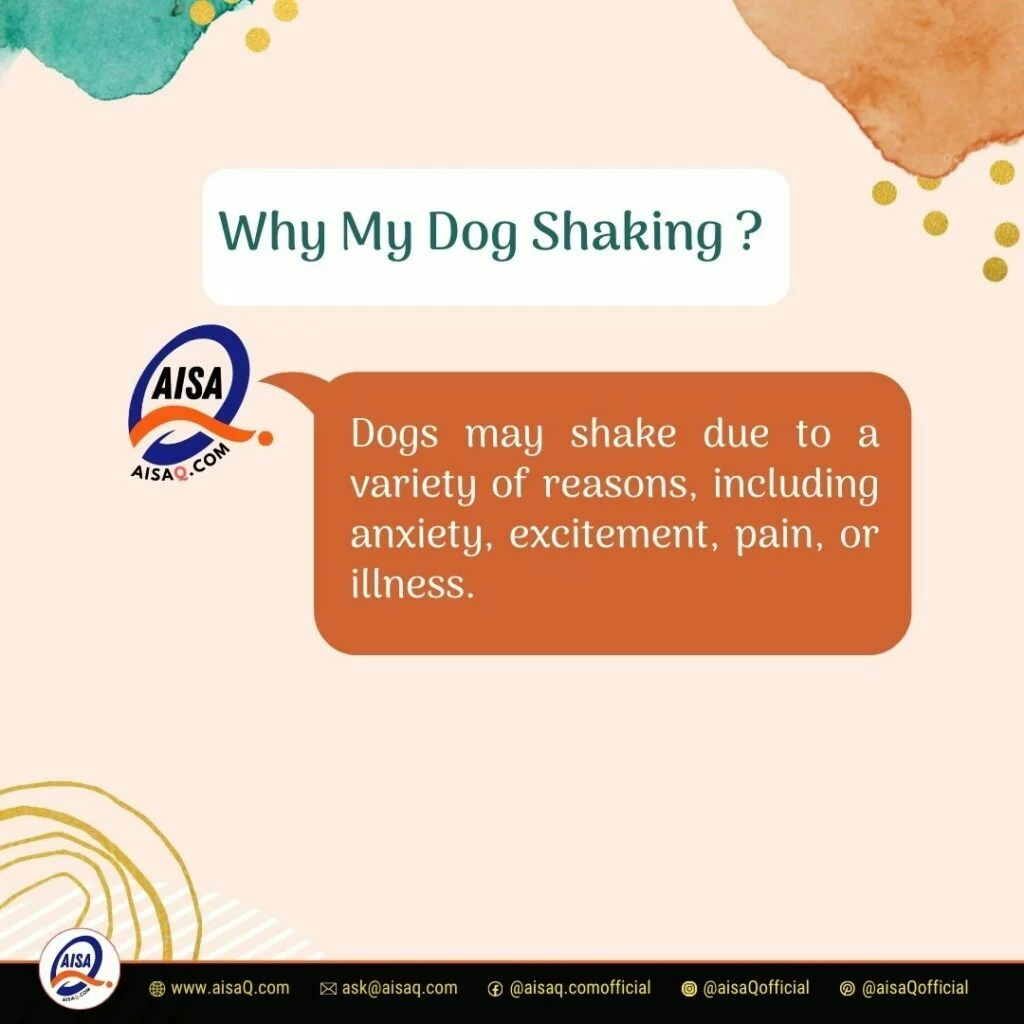 Why My Dog Shaking: Understanding the Reasons Behind It 3 Why My Dog Shaking