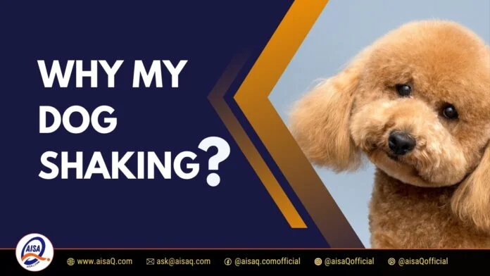 Why My Dog Shaking