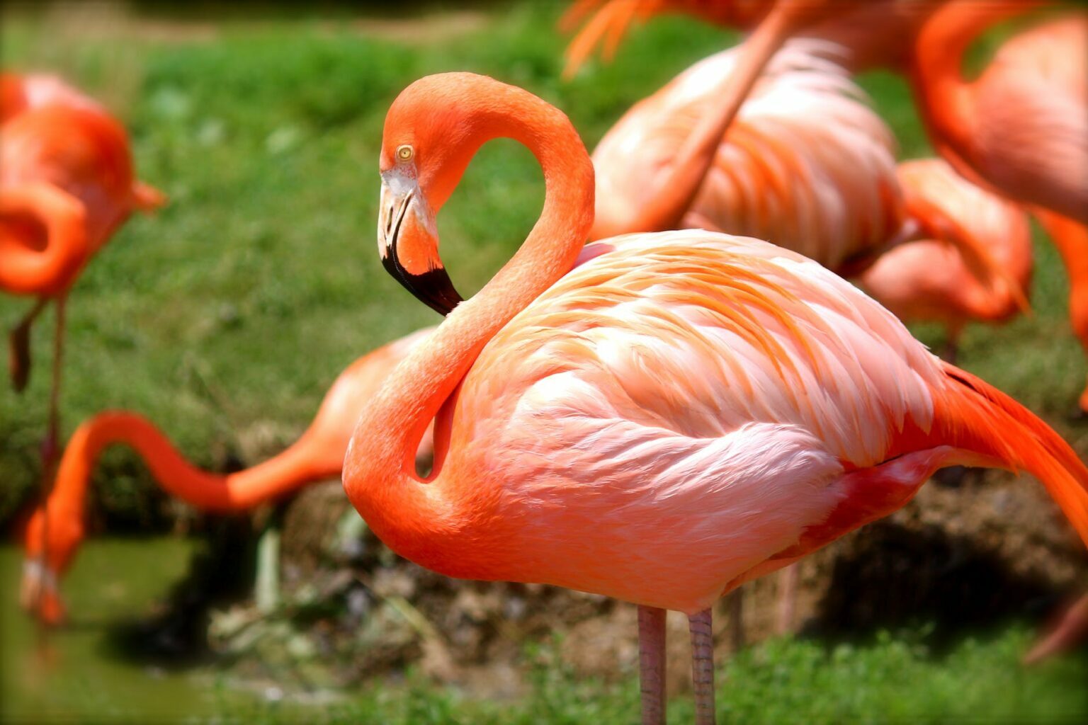 Why Flamingos Are Pink: The 4 Surprising Reason Behind Their Color