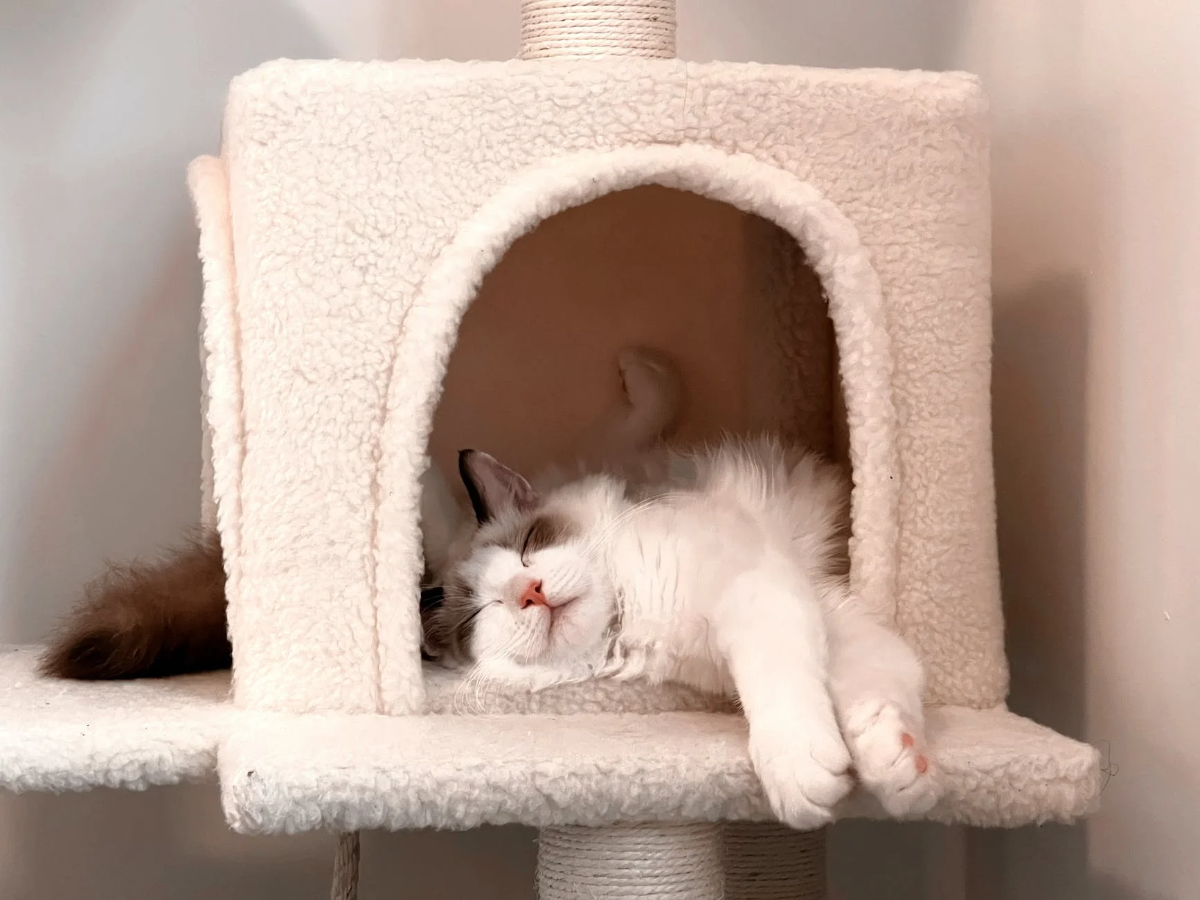 Why Do Cats Sleep So Much? 5 a white cat sleeping in a white cat house
