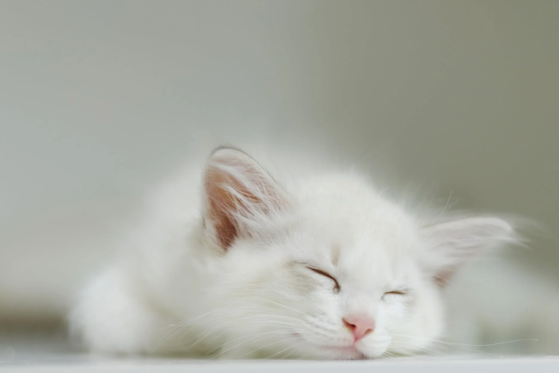 Why Do Cats Sleep So Much? 4 cute white kitty peacefully sleeping