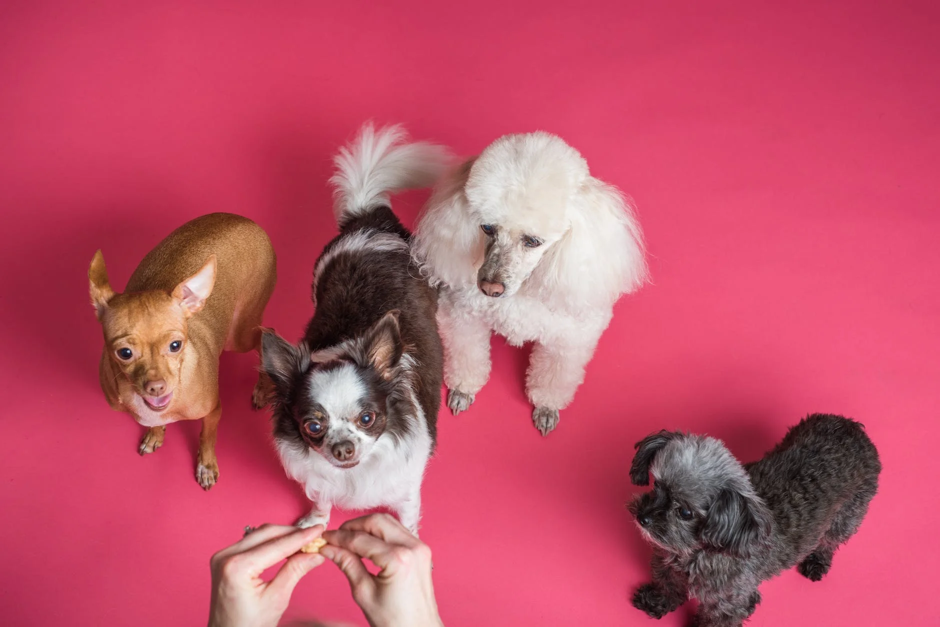 Why My Dog Shaking: Understanding the Reasons Behind It 1 four dogs on pink background