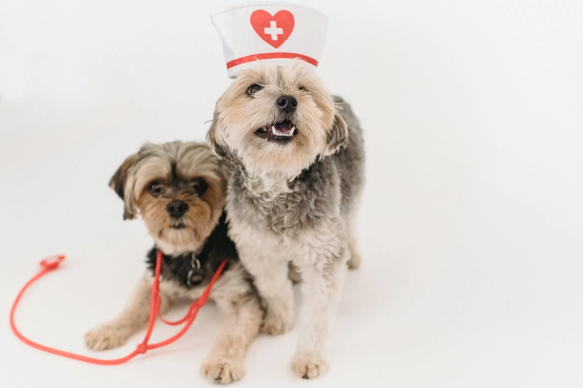 Why My Dog Shaking: Understanding the Reasons Behind It 2 cute healthy yorkshire terrier with nurse cap and stethoscope