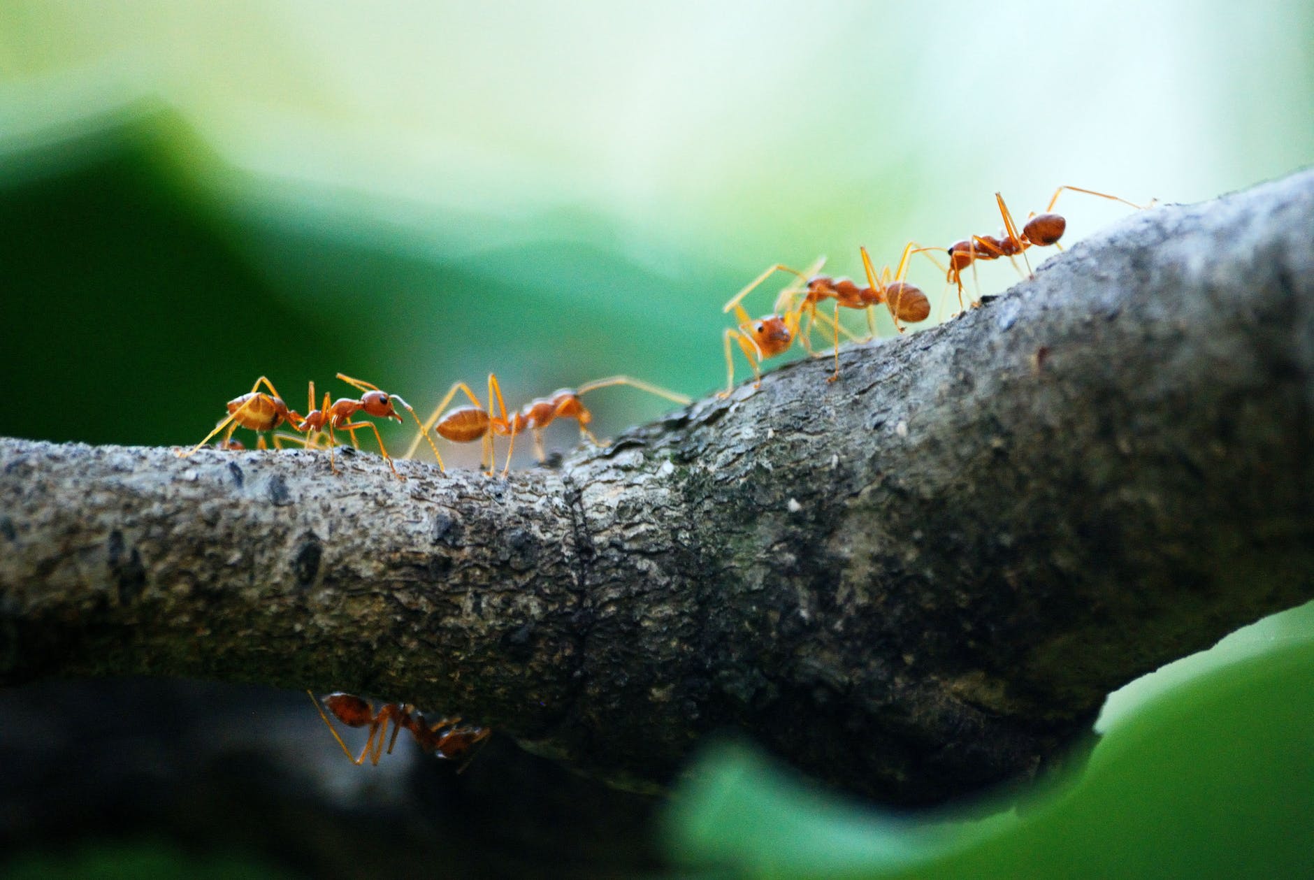Why Ants In House: Understanding the Reasons and Solutions 2 macro photo of five orange ants