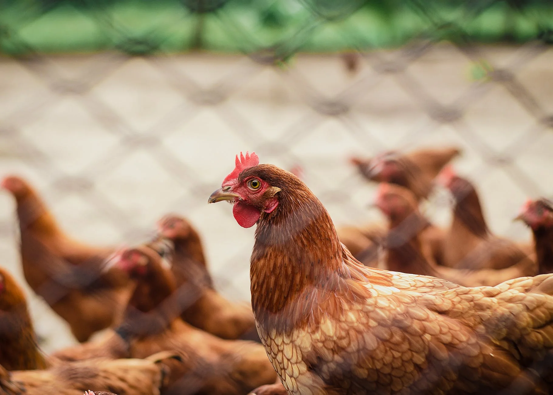 Why Are Eggs So Expensive? Understanding the Factors Behind Rising Prices 2 brood of hen